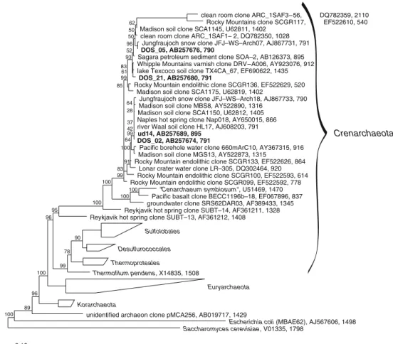 Figure 4 Phylogenetic tree of archaeal endolithic SSU rRNA gene sequences obtained from alpine dolomite rock of the Piora Valley (in bold type)  to-gether with other sequences of Archaea (tree calculated with ARB, Maximum Parsimony Method)