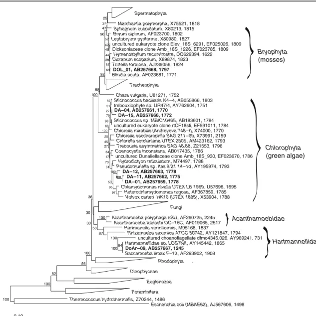 Figure 5 Phylogenetic tree of eukaryotic endolithic SSU rRNA gene sequences obtained from alpine dolomite rock of the Piora Valley (in bold type) together with other sequences of Eukarya (tree calculated with