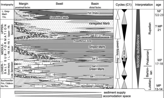 Fig. 12 Facies diagram illustrating the interpreted basin-fill architecture and the major base-level cycles of the Eo-Oligocene syn-rift sediments in the southern URG