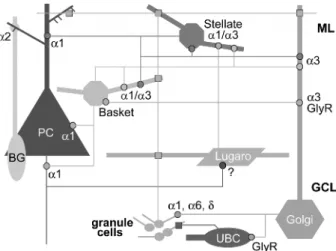 Figure 1. Schematic organization of GABAergic circuits and GABA A receptors in the cerebellar cortex
