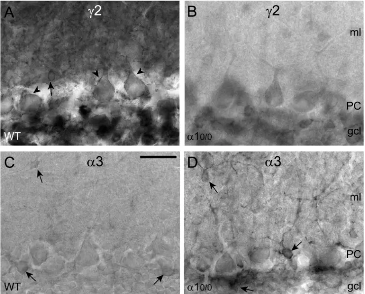 Figure 2. Differential regulation of GABA A receptor subtypes in the cerebellar cortex of a1 0/0 mice, as shown by immunoperoxidase staining for the c2 and a3 subunit