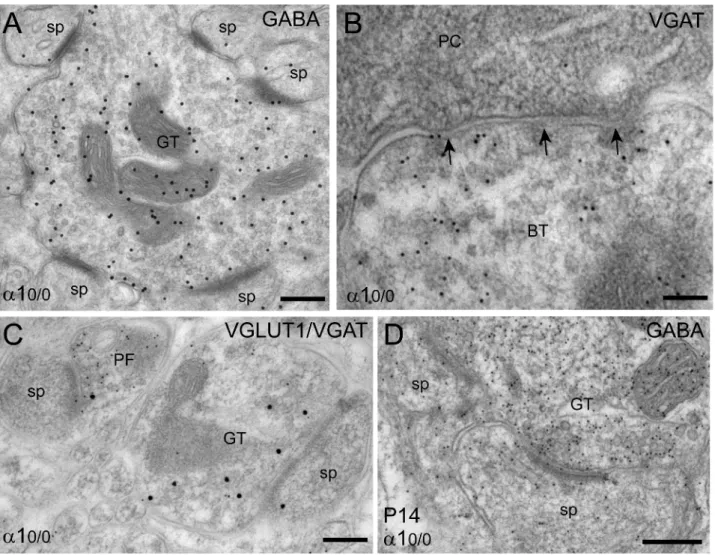 Figure 4. Formation of heterologous synapses in the molecular layer of a1 0/0 mice, as visualized by immunoelectron microscopy