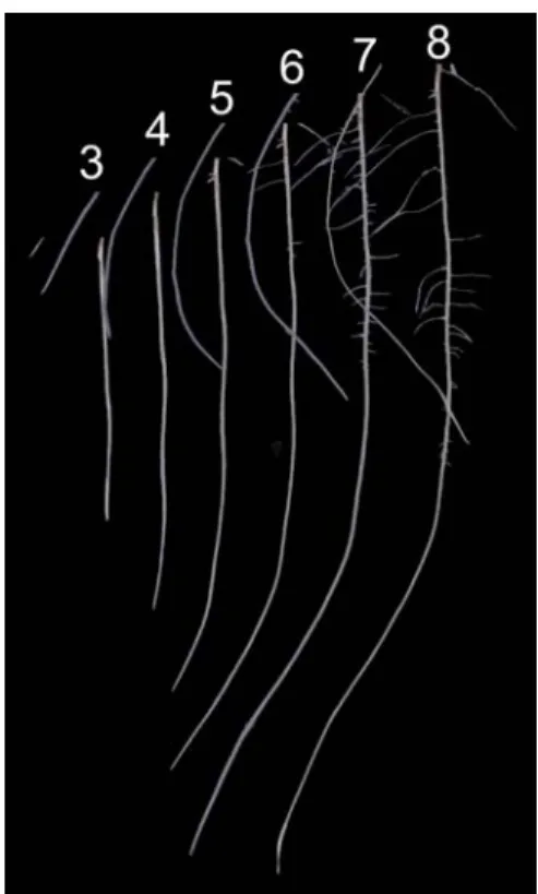 Fig. 6 Root length in diameter-class distribution of axile roots (open circles) and lateral roots (closed circles) at 6 and 8 days after germination