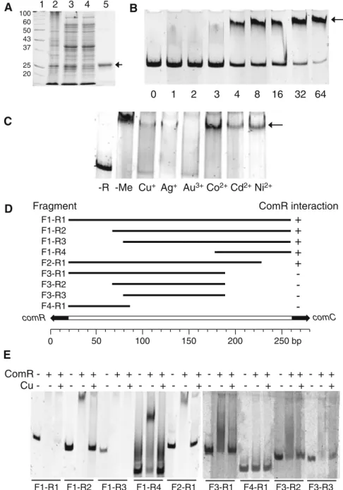 Fig. 3 Interaction of ComR with the comC promoter.