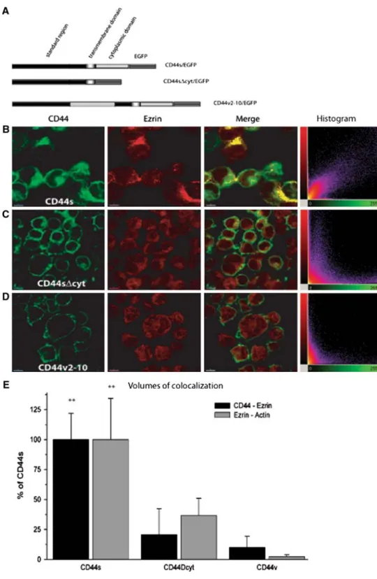 Fig. 1 Expression of CD44 isoforms in Jurkat transfectants and CD44s/ezrin colocalization.