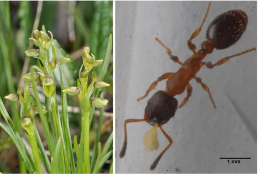 Fig. 2 Responses of Formica lemani workers in bioassays with synthetic scent compounds
