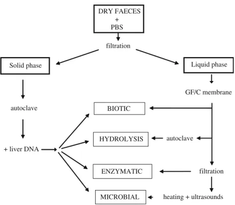 Figure 1. DNA degradation experiments. See text for details.