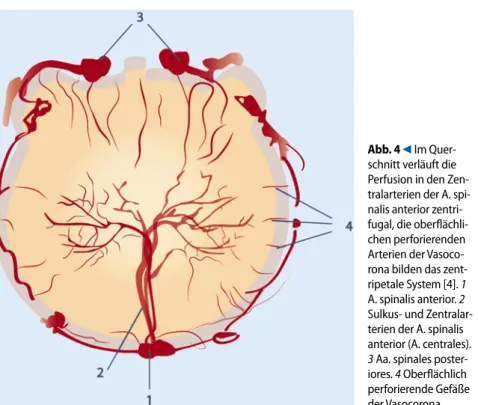 Abb. 3  8  Segmentale Versorgung des Mye-  Segmentale Versorgung des Mye- lons. 1 Segmentarterie (thorakal: Interkostalar- terie, A. intercostalis posterior; lumbal: A. lum- balis). 2 Ventraler Ast der Segmentarterie (tho-rakal: Interkostalarterie; lumbal: