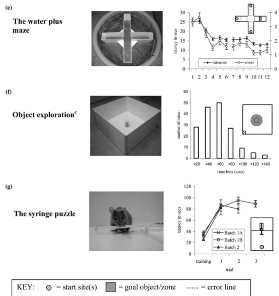 Fig. 1. The cognitive arenas employed on both Study 1 and Study 2. (a) The T-maze a . (b) The Hebb Williams maze