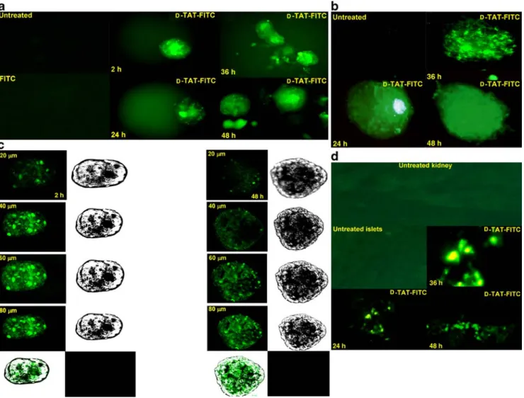 Fig. 1 Transduction of D-TAT-FITC into pancreatic islets. a D-TAT- D-TAT-FITC peptide (1 μmol/l) was injected into the rat pancreatic duct before pancreatic digestion and isolated islets were cultured for the indicated times (24, 36 and 48 h)