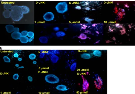 Fig. 2 Toxicity of D-JNKI on pancreatic islets. Isolated rat (a) and (b) human pancreatic islets were exposed to increasing  con-centrations of D-JNKI as  indi-cated in a (1, 5, 10 μmol/l), and b (1, 5, 10, 30 and 50 μmol/l) and incubated at 37°C for up to