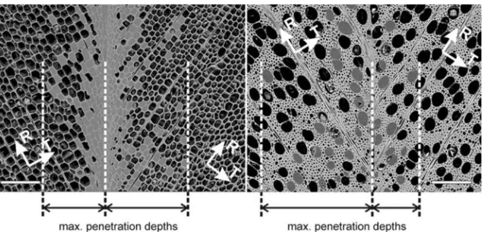 Fig. 1 SEM images of PUR prepolymer bond lines in spruce (left) and beech wood (right)