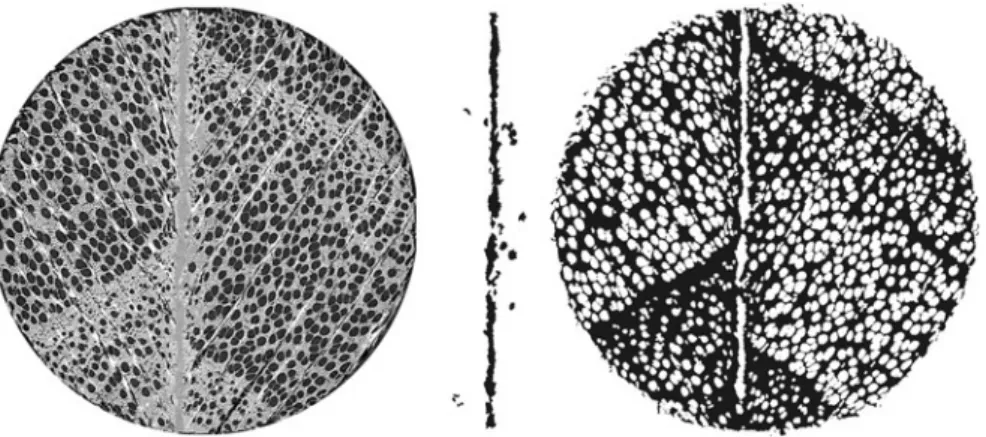 Fig. 5 left: l-CT cross-section, center: segmented adhesive and right: pore space without segmented adhesive