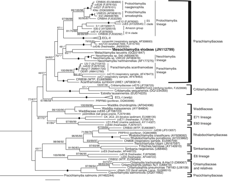 Fig. 3 Maximum likelihood 16S rDNA tree of Chlamydiae, showing the major lineages and sublineages, and the position of the recovered Mesochlamydia elodeae (in bold) within the Parachlamydiaceae.