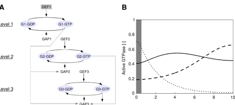 Fig. 6 Network interactions can result in non-monotonic spatial gradients. a In this example, we assume that GEF activity of the first level is localized at the membrane (grey box), while all other activities (GTPases abbreviated by Gi , GAPs, GEFs) are fr