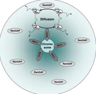 Fig. 2 The Ran system for control of the mitotic spindle. Spatial separation of the opposing enzymes, GEF RCC1 and RanGAP1, generates intracellular gradients of the small GTPase Ran