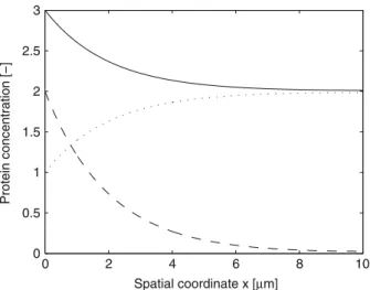 Fig. 3 Spatial gradients of protein abundance for the phosphorylated form (c, dashed line), unphos- unphos-phorylated form (c I , dotted line), and total protein (c tot , solid line)