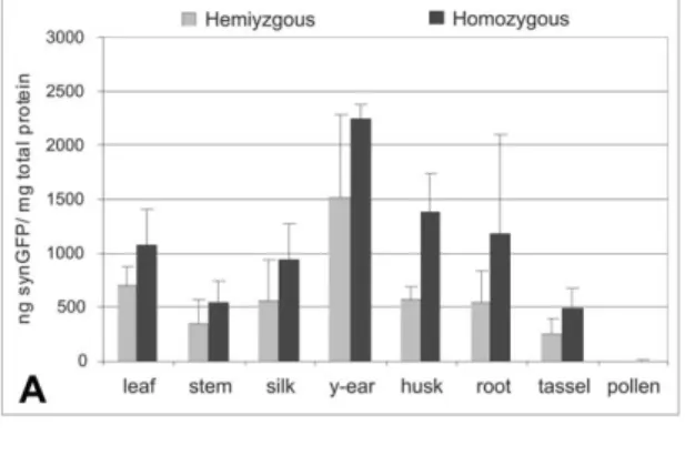 Figure 5. Influence of multiple transgene copy on CmYLCV pro- pro-moter activity. A. Comparative expression of the CmpCsyngfpi transgene in different tissues of homozygous and hemizygous T 1 maize plants