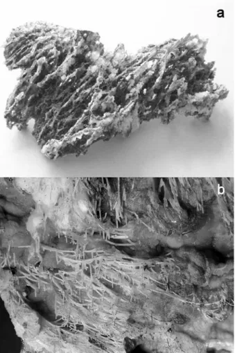 Fig. 1 a Example of subsurface filamentous fabric (SFF) from Jebel Irhoud, Morocco.