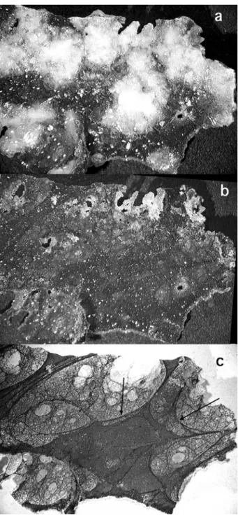Fig. 2 Subsample of SFF from Jebel Irhoud, Morocco (Fig. 1a).
