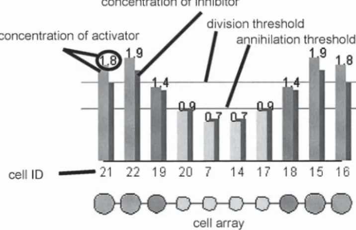 Fig. 3. Cell differentiation