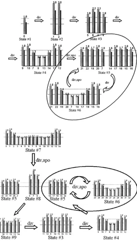 Figure 6 shows the case where the initial number of cells is larger than the oscillating number 10 (state 7)