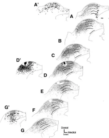 Fig. 1 Distribution of axonal labeling from a DiI injection in serial coronal sections of the left SC (A–G is an anterior to posterior series