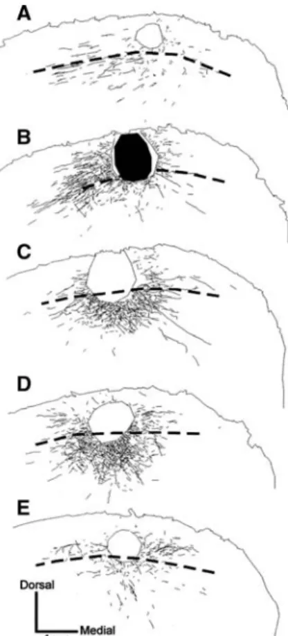 Fig. 2 Distribution of axonal labeling from a BDA injection in serial coronal sections of the left SC (A–E is an anterior to posterior series