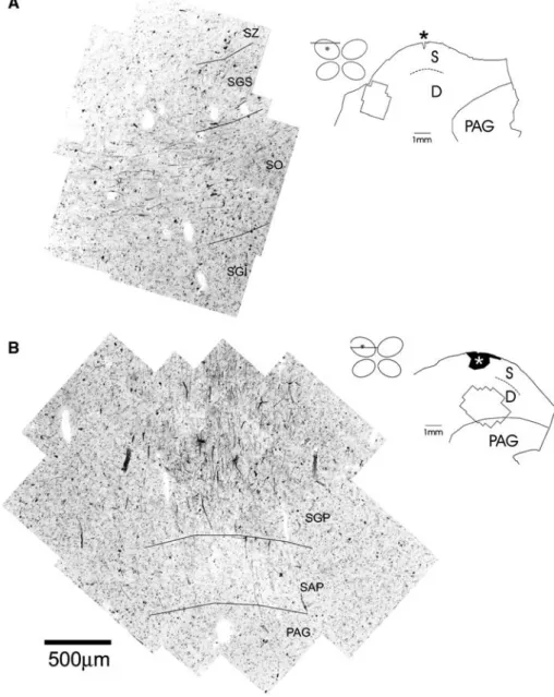 Fig. 3 Confocal