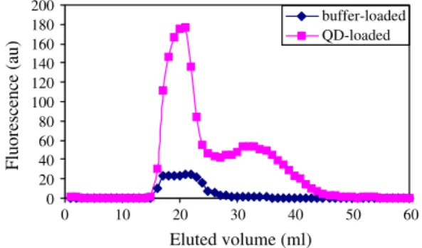 Figure 1. Elution proﬁles on Sepharose CL-2B of buﬀer- buﬀer-loaded liposomes and QD-buﬀer-loaded liposomes detected by ﬂuorescence