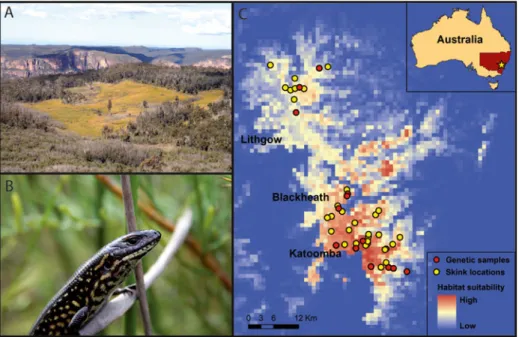 Fig. 1 a typical swamp habitat of the Blue Mountains Water Skink (Eulamprus leuraensis), b an adult Blue Mountains Water Skink, and c the entire geographic distribution of this lizard species, with indices of habitat suitability as predicted by maximum ent