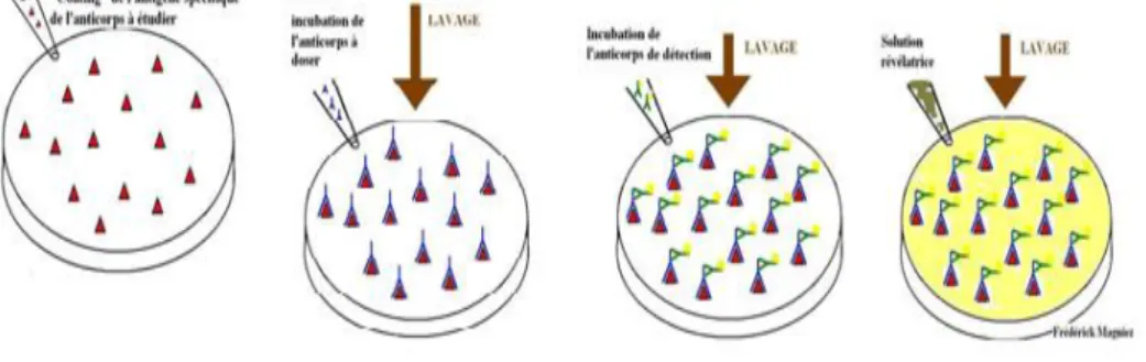 Figure 1: La méthode ELISA indirecte