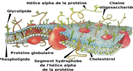 Figure 2: Ultrastruccture d’une membrane plasmique                                                                                                                                                                                                          Figu