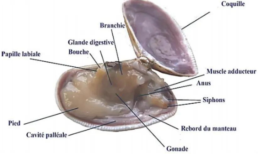 Figure 2: Anatomie général de Donax trunculus (Louzan, 2015). 