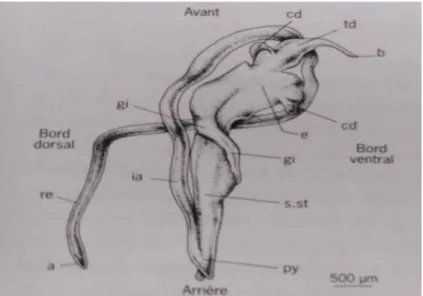 Figure 3: Anatomie de tube digestif d’un Bivalve (Lebesnerais, 1985).  