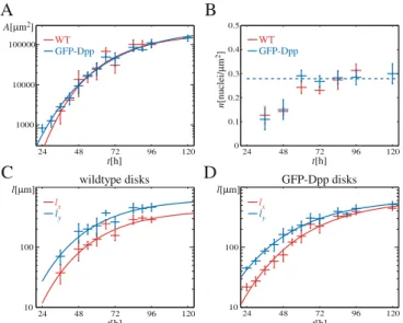 Fig. 3. (Colour on-line) Area growth, cell density and linear growth. (A) Growth of the area A for WT (red) and GFP-Dpp disks (blue)