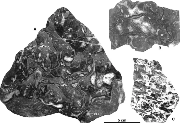 Fig. 3 Photographs of polished slabs of the reef facies. a Boundstone of large, curled phylloid algal thalli (arrows), botryoidal cement (BC), radiaxial  Wbrous cement (RFC), inhomogeneous peloidal micrite (PM), and voids Wlled with mosaic cement (MC)