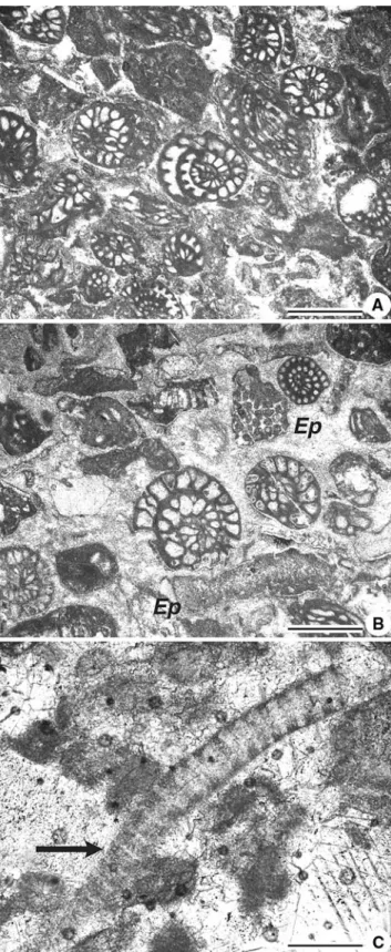 Fig. 6 a Fusulinid-rich intervals occur at certain levels during mound growth. b Other fossils in such intervals include fragments of the alga Epimastopora (Ep) and c rare fragments of the problematic alga  Bere-sella (arrow)