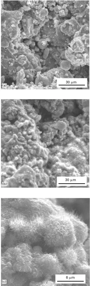 Fig. 1 shows SEM images of untreated and NaOH treated VPS-Ti surfaces. It was observed that a new layer consisting of small, needle-like structures was formed on the NaOH treated VPS-Ti coatings