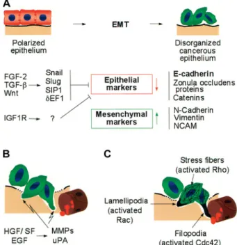 Figure 1. Mechanisms of tumor invasion and metastatic dissemina- dissemina-tion. During scattering and epithelial-to-mesenchymal transition (EMT), cells undergo major changes in morphology and lose  cell-cell contacts