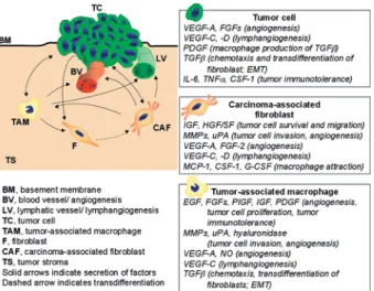 Figure 2. Contribution by the tumor microenvironment. Stromal and tumor cells cross-talk via soluble growth factors, cytokines and chemokines as schematically exemplified in this figure for  tumor-associated macrophages (TAMs) and carcinoma-tumor-associate