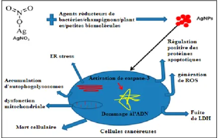 Figure 5 : Les mécanismes possibles des AgNPs à induire une cytotoxicité dans les  lignées cellulaires cancéreuses (Zhang et al., 2016)