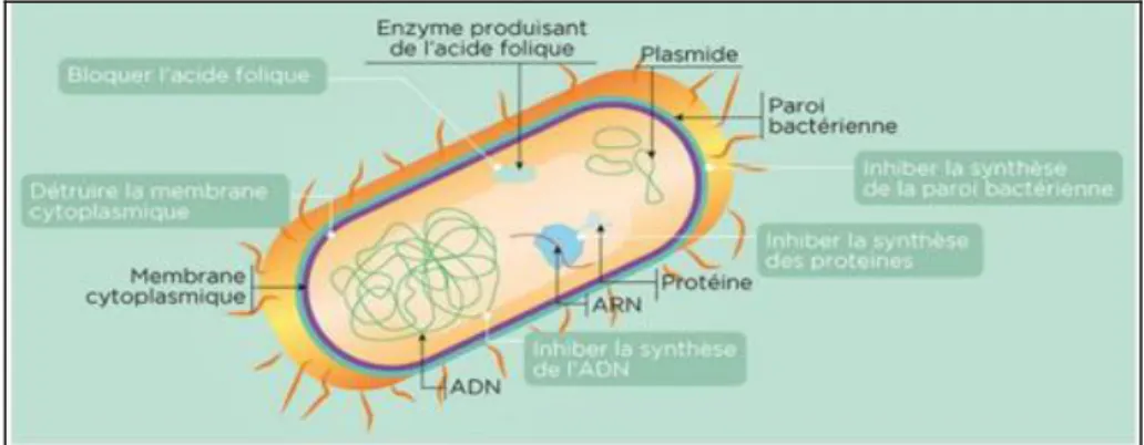 Figure 6 :  Différents modes d’action des antibiotiques (Lucie, 2018). 