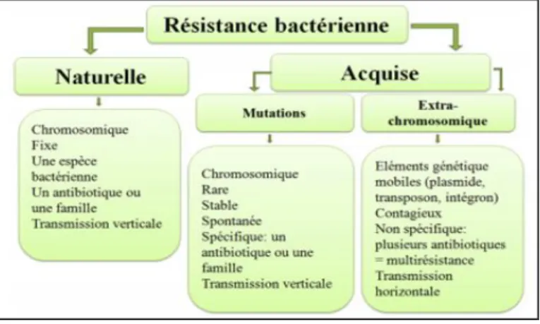 Figure 7 : Schéma illustrant les deux grands types de résistance bactérienne (khadija,  2019)