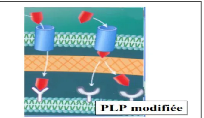 Figure 9 : une version modifiée du substrat auquel l'agent antimicrobien se lie  (Archambaud, 2009)