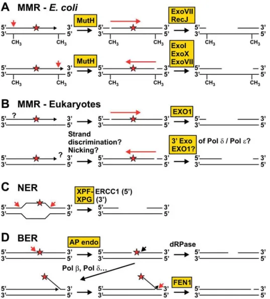 Figure 2.  Substrates and products of DNA nucleases in repair and replication processes