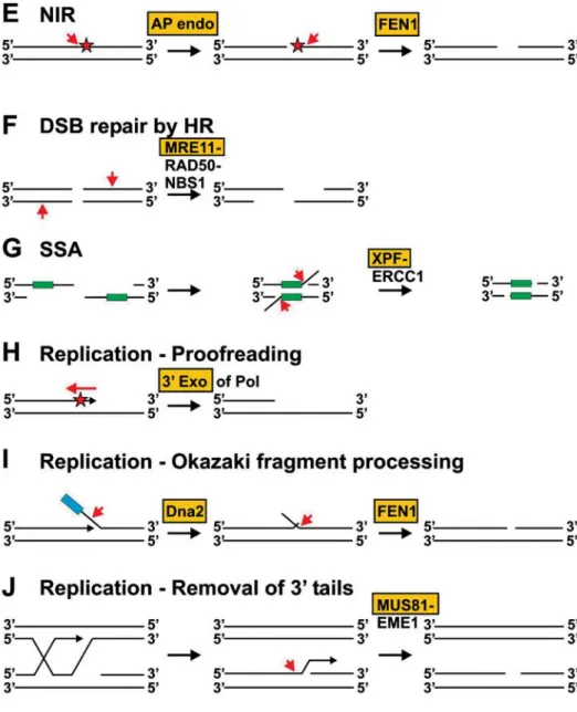 Figure 2 (continued).  (E) NIR. Alternatively to BER, oxidative damage can be directly incised by an AP endonuclease