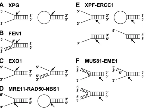 Figure 3.  DNA structures preferentially cleaved by flap endonucleases. Members of the FEN1 family incise at ssDNA/dsDNA junctions (A–C)