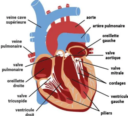 Figure II.1 Anatomie d’un cœur humain  