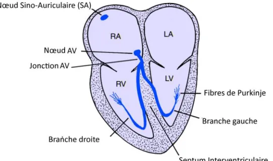 Figure II.2 Les nœuds cardiaques 